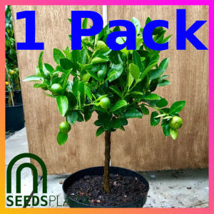SeedsPLAZA™ - Bonsai Kalamansi (5 Seeds) for Planting Vegetable Plants + Instructions Dwarf Calamansi F1 Plant Seed