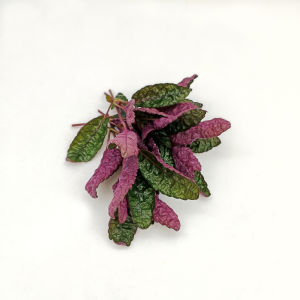 Hemigraphis Colorata ( Purple Waffle)紫海棠-emerge/Aquatic plants/Tumbuhan Akuatik/terrarium/ paludarium/Vivarium