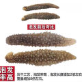 [Huadong storeL] Dried Sea Cucumber, Wild Dried Sea Cucumber/Instant Dalian Liaoxiao Sea Cucumber Seafood 3 Roots. 