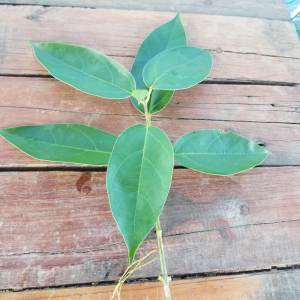 MM -  Green jelly plant stem cutting / Keratan Batang pokok Cincau hijau perdu( batang) anak pokok tanaman garden