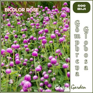 GG | 500 Benih Bunga Kenop Gomphrena Globosa Bicolor Rose