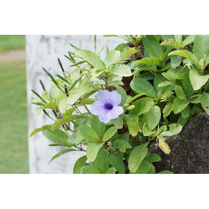 H%E1%BA%A1t%20gi%E1%BB%91ng%20c%C3%A2y%20N%E1%BB%95%20-%20s%C3%A2m%20Tanh%20T%C3%A1ch%20(10%20qu%E1%BA%A3)%20-%20Image%206