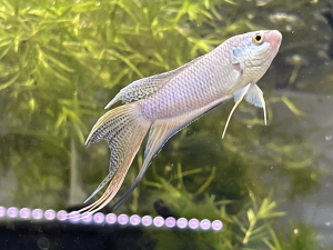 blue Paradise fish/blue paradise gourami/蓝彩兔