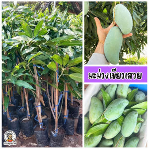 ต้นมะม่วงเขียวเสวย รสชาติหวานมัน กรอบ เนื้อแน่น ไม่เปรี้ยวจัด เหมาะสำหรับกินดิบ ขนาด 60-80 ซม.