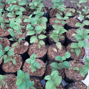 pohon bidara Arab/Tanaman herbal pohon bidara arab 30 - 40 cm