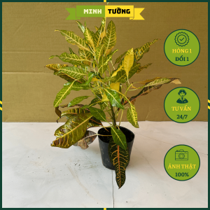 Cây Gia Huy Lá Mít (Cây Vàng Anh Lá Mít) - Cây Cô Tòng Lá Mít Cây Lá Màu Gia Huy (Loại Lá Lớn)