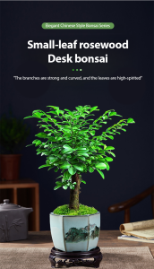 Rare Small Leaf Mahogany Seeds Zen Rosewood Rare Zen Seeds