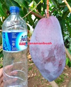 Bibit Mangga Red Emperor