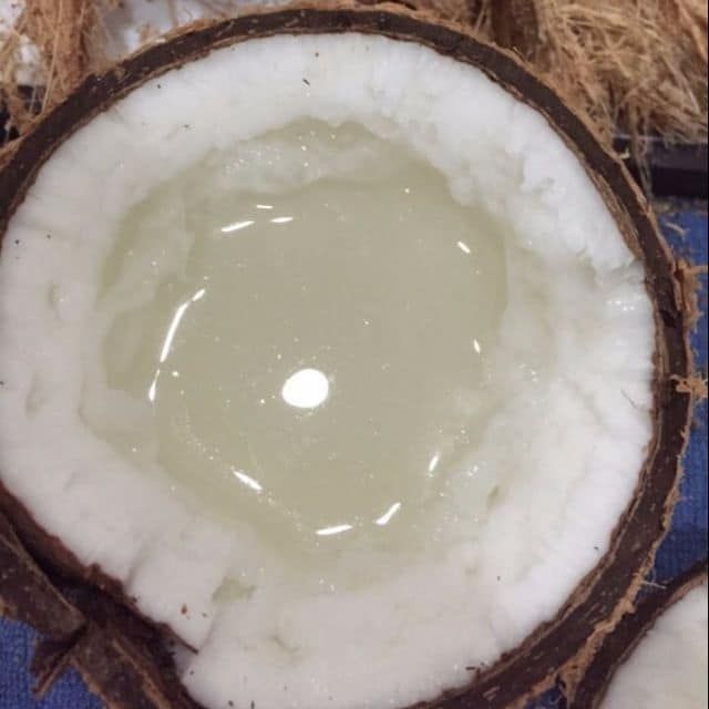 Pokok Kelapa Jelly