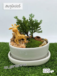 สวนถาดไม้มงคล สนจูนิเปอร์แคระ กระถางวงรีขาว และตุ๊กตาตกแต่ง