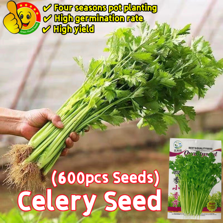 100% Original Chinese Celery Seeds for Sale (Fresh 600pcs Seeds ...
