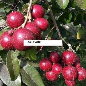 Bibit Kelengkeng Merah Ruby Longan 1 Meter Cepat Berbuah Super