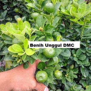 Bibit Jeruk Nagami Dollar Sudah Berbuah Super