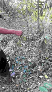 Jaring Burung Ketilang 2 Inci: Tips dan Trik