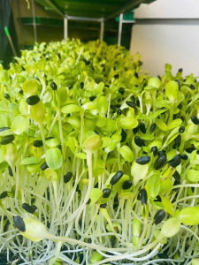 Hạt giống rau mầm hướng dương đều đẹp