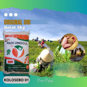 Padi Kolosebo Terbaru 5 kg