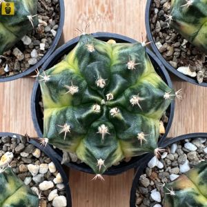 Gymnocalycium Mihanovichii. ID: Phantom Marble / Gymnocalycium Variegated / Cactus Succulents
