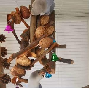 B-9 ของเล่นนกแก้วให้นกแก้วเคี้ยวเล่น วัสดุทําจากไม้และถั่วธรรมชาติ