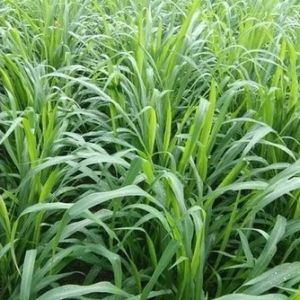 Hạt giống Cỏ Ghine MombasaCỏ Sả Lá Lớn-Giống Cỏ Chăn Nuôi-gói 100gr