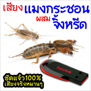 เสียงต่อแมงกระชอนผสมจิ้งหรีด เมม/แฟลชไดร์ฟเสียงต่อแมงกระชอนผสมจิ้งหรีด ชัดแจ๋ว100% ไม่มีโฆษณาแทรก (MP3 เสียงต่อสัตว์) มีเก็บเงินปลายทาง