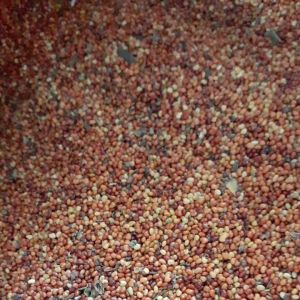 Hạt muồng vàng nhỏ 1kg