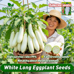 [Selected Seeds 100pcs] 100% Legit White Long Eggplant Seeds for Planting Vegetables - Fast Growing Fresh Long Eggplant Vegetable Seeds Organic Vegetables Seeds for Gardening Balcony Bonsai Eggplant Seedlings Vegetable Live Plants Eggplant F1 Hybrid Seeds