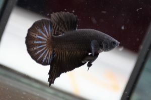 Super Red Ikan Laga Betta Ikan Cupang SUPERRED