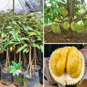 Bibit durian musangking kaki 3 cepat buah dan bisa berbuah pendek dompolan buahan nya juga lebat