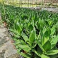TKL - Lotus Bamboo/Bamboo Basket FengShui Lucky Plant 观音竹/荷花竹/四季招财竹风水植物. 