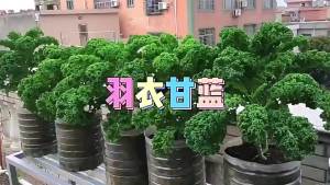 Kale leafy kale balcony potted plants easy to grow in open fields can be sown in all seasons cold-resistant vegetables