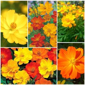 100gr.Hạt giống hoa sao nhái hoa chuồn chuồn mix màu-nãy mầm đều trồng được quanh năm