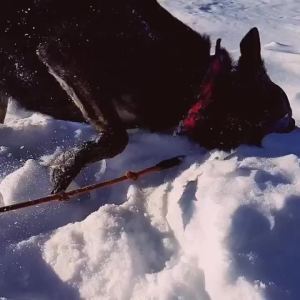 Namsan Dog Goggles for Large Dogs Wide Snout & Soft Frame Tactical Driving Sunglasses for Dogs Medium to Large Breed Anti-UV Dog Eye Protection Windproof Dustproof Adjustable Black