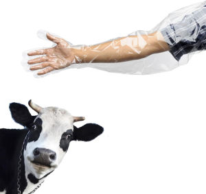 ถุงมืPE glove ยาวถึงหัวไหล่อย่างดี เหนียว ยืดหยุ่นสูง ถุงมือผสมเทียม