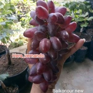 Bibit Anggur Import Baikonur New Asli Hasil Grafting
