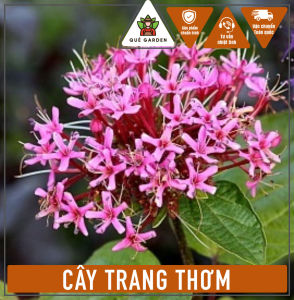 Cây Trang Thơm - Tổng thể tầm 40-50 cm - Hoa thơm to - Chịu nắng tốt cho sân vườn!