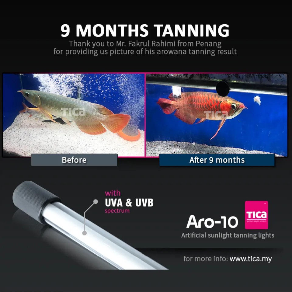 Tica Aro-10 white 13000k (112cm) arowana tanning light 112Cm