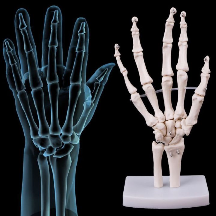 Hand Joint Anatomical Skeleton Model Human Medical Anatomy Study Tool