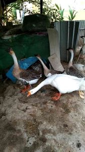 ไข่เชื้อห่านหัวมุงกุฎสีทอง 1 ฟองมาใหม่เดือนพ.ยนี้ 2025ปีหนึ่งออกไข่เพียงครั้งเดียว พ่อแม่พันธุ์ฉลาดทุกตัว มีจำนวนจำกัด