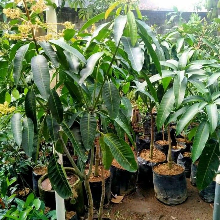 Bisa%20COD%20Bibit%20mangga%20garifta%20merah%20Tinggi%201%20Meter%20Up%20Batang%20Besar%20-%20Image%203