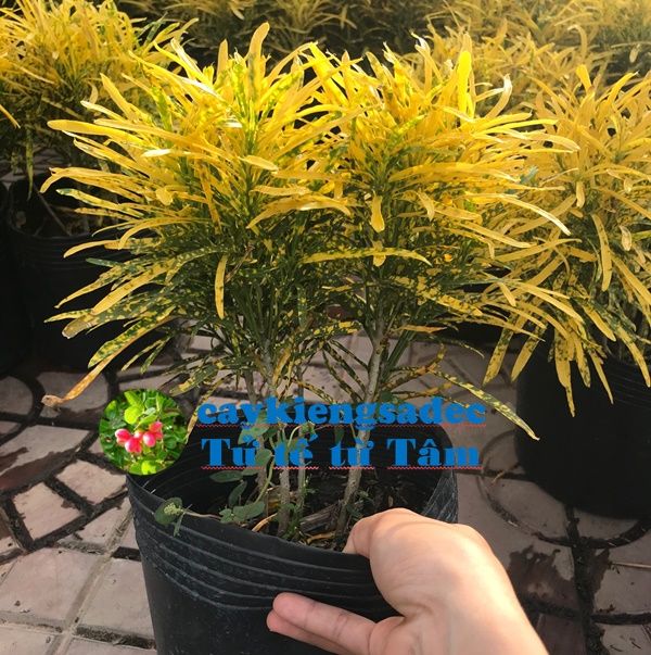 caykiengsadec%20-%20C%C3%A2y%20v%C3%A0ng%20b%E1%BA%A1c%20(c%C3%A2y%20l%C3%A1%20m%C3%A0u)+t%E1%BA%B7ng%20ph%C3%A2n%20b%C3%B3n%20cho%20c%C3%A2y%20mau%20l%E1%BB%9Bn%20-%20hoa%20ki%E1%BB%83ng%20l%C3%A1%20-%20trang%20tr%C3%AD%20n%E1%BB%99i%20th%E1%BA%A5t%20c%E1%BA%A3nh%20quan%20s%C3%A2n%20v%C6%B0%E1%BB%9Dn%20ngo%C3%A0i%20tr%E1%BB%9Di%20-%20Image%201