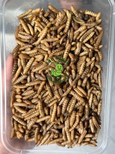 500gr Sâu canxi Sấy khô - Thức ăn bổ sung đạm đều màu cho cá chim bò sát hamster và vật nuôi khác
