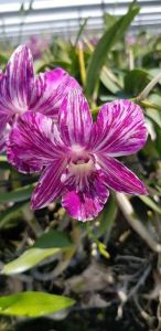 Hoa lan chớp sonia sao băng