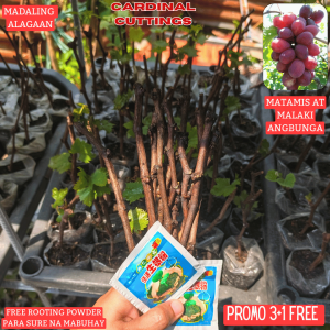 CARDINAL PLANTS  RED GRAPES SEEDLINGS  ROOTED MATAMIS AT MALAKI ANG BUNGA.