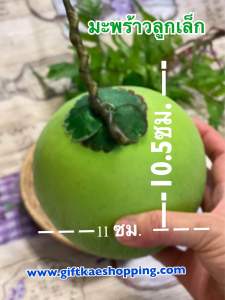 มะพร้าวปลอม (ลูกเล็ก) วัสดุผลิตจากกระดาษผสมกาว เส้นผ่าศูนย์กลาง 4 นิ้ว สูง 4.5 นิ้ว