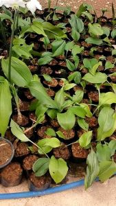 ต้นสำหรับเสน่ห์มหาโชค หรือ ต้นลิลลี่อเมซอน (ลอตใหม่ส่งเป็นต้นเลยค่ะ) Amazon Lily ว่านกวักนางพญามหาเศรษฐี ว่านกวักพระพุทธเจ้าหลวง ว่านมหาโชค