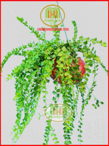 Chậu cây treo mini treo ban công cửa sổ treo tường lan can cây dola và cây lan tim xanh Minh Hân Garden