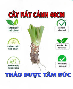 củ cây ráy voi cao trên 40cm