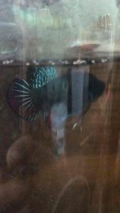 ปลากัดเดิมพัน มีทุกสายพันธุ์ สายพันธุ์แท้ เน้นกัดเดิมพันมีปลายทางทักเลือกสีทางข้อความ(เลือกสีเลือกไซส์ได้นะคะ)