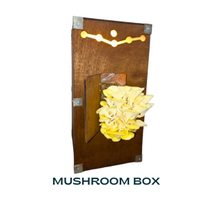 Mushroom Kit - (Hardwood Box with Mushroom Fruiting Bag inside) - with LIGHTS - BIG
