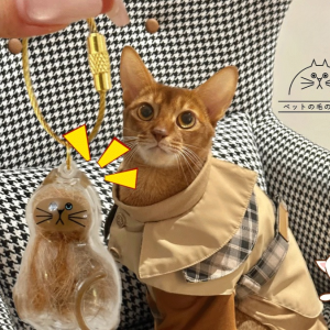 ของสะสม รูปแมว กล่องเก็บของสำหรับแมว พื้นที่จัดเก็บ โปร่งใส ถอดออกได้ ตกแต่ง ลวดสลิง องค์ประกอบที่น่ารัก